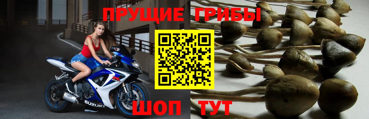 где продают наркотики  Галлюциногенные грибы Psilocybe  Вход с VPN  Южноуральск  Галлюциногенные грибы прущие грибы 